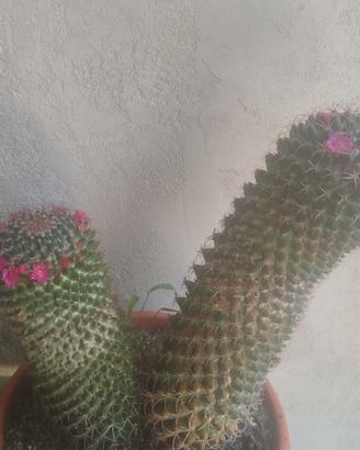 pianta grassa ( Mammillaria) 