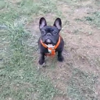 Bouledogue français