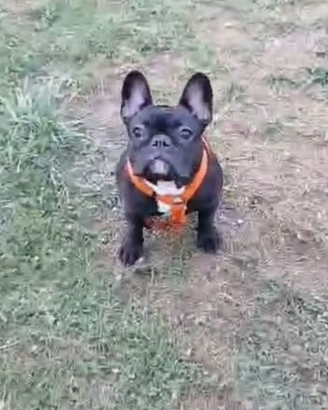 Bouledogue français