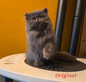 Persiano cucciolo