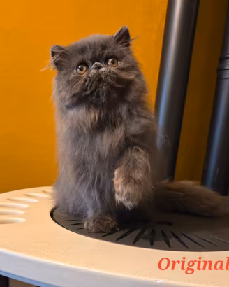Persiano cucciolo