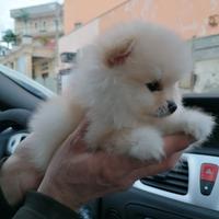 Volpini Spitz nano di Pomerania