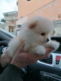Volpini Spitz nano di Pomerania