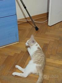regalasi gattino di 5 mesi 