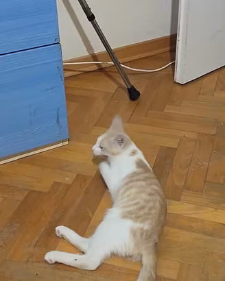 regalasi gattino di 5 mesi 
