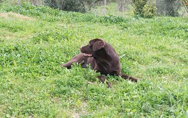 Labrador cioccolato con pedigree