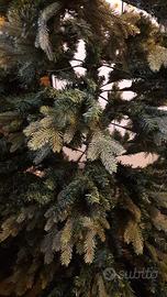Albero di Natale