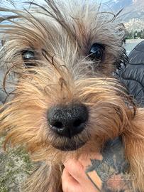 Meticio incrocio pinscher e Yorkhair