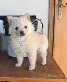 Cuccioli spitz Pomerania due mesi