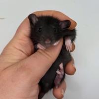 Cuccioli ratti domestici da compagnia selezionati