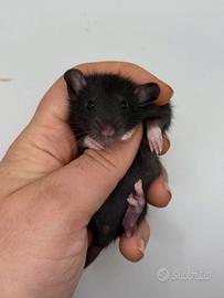 Cuccioli ratti domestici da compagnia selezionati