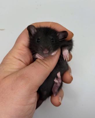 Cuccioli ratti domestici da compagnia selezionati