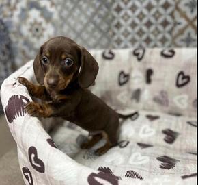 Cuccioli di bassotto mini