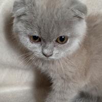 Cuccioli scottish fold