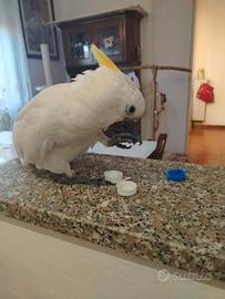 Pappagallo
