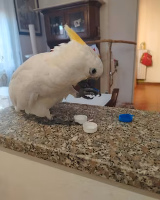 Pappagallo