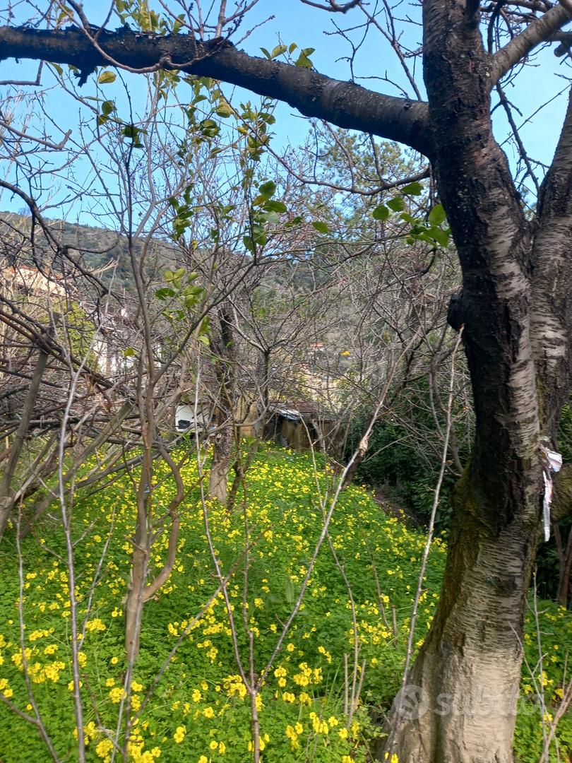 Tre porzioni di terreno zona San Giovanni- Sanremo - Vista 5