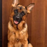 Pastore tedesco con pedigree per monta