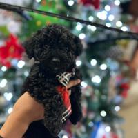 Barboncino per monta