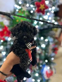 Barboncino per monta