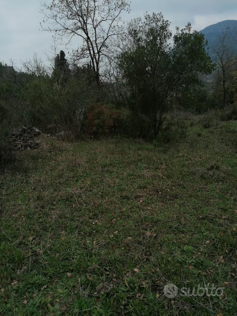 Terreno agricolo con uliveto - Vista 3