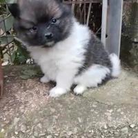 Cucciolo di Spitz