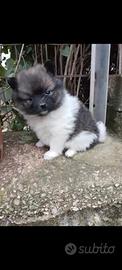 Cucciolo di Spitz