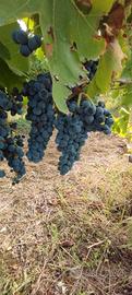 Uva da vino aglianico di Taurasi Docg