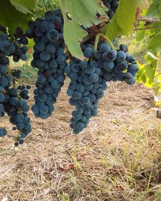 Uva da vino aglianico di Taurasi Docg