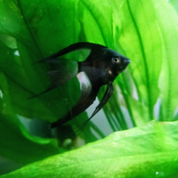 Pterophyllum scalare