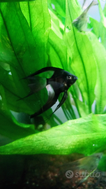 Pterophyllum scalare