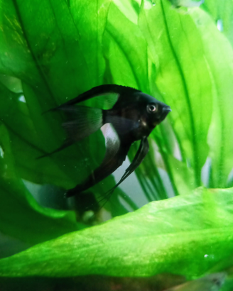 Pterophyllum scalare