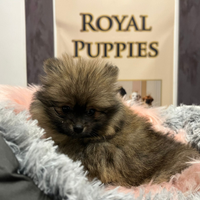 Spitz Pomerania pagamento dilazionato