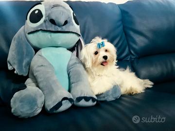 Ultimo cucciolo maltese