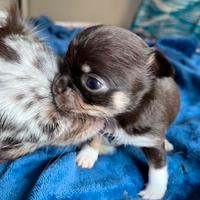 Chihuahua cucciola cioccolato occhi verdi