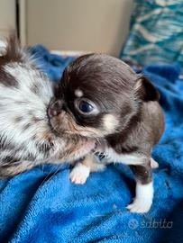 Chihuahua cucciola cioccolato occhi verdi