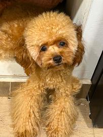 Barboncino maschio -7 mesi, Pedigree Enci