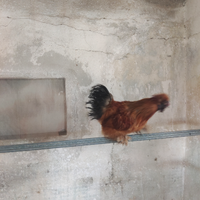 Galletto moroseta di razza pura