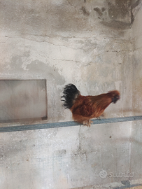 Galletto moroseta di razza pura