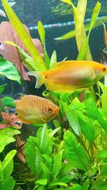 Pesci tropicali coppia di Trichopodus trichopterus