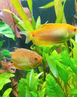 Pesci tropicali coppia di Trichopodus trichopterus