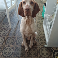 Bracco italiano maschio per monta