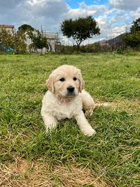 Golden Retriver 100% inglesi con pedigree