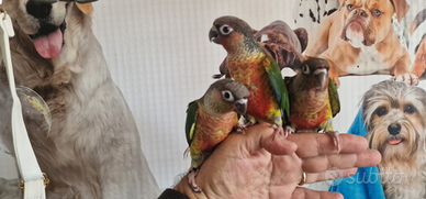 Pyrrhura, parrocchetti allevati a mano