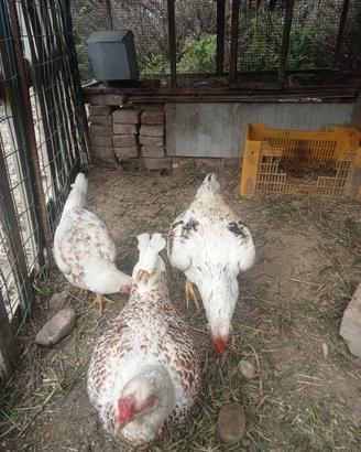 Gallina combattente