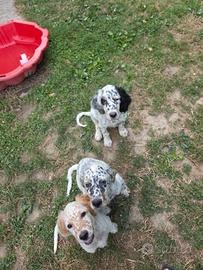 Setter inglesi maschi tricolori 