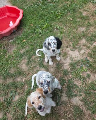 Setter inglesi maschi tricolori 