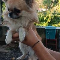 Chihuahua per monta