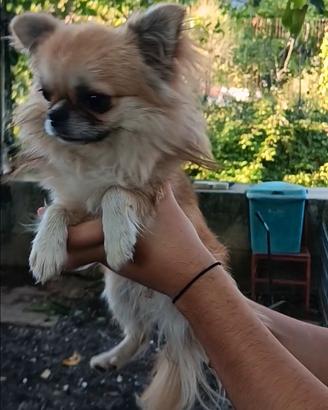 Chihuahua per monta