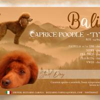 Monta barboncino nano fulvo